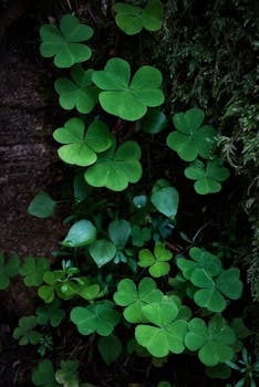 Irish Moss (Irish Moss)